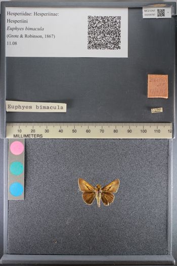 Media type: image;   Entomology 208787